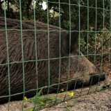 Nel centro faunistico ha trovato ospitalit� anche il cinghiale che qualche mese era stato trovato mentre un cittadino barese lo portava al guinzaglio per le strade del quartier San Paolo